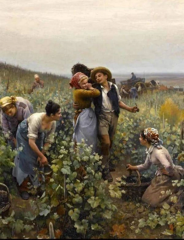 Raccolta dell'uva